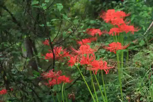 阿久津「田村神社」（郡山市阿久津町）旧社名：伊豆箱根三嶋三社の庭園