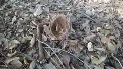 稲荷神社の動物