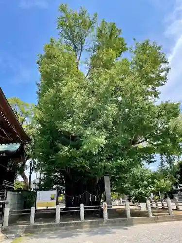 葛飾八幡宮の自然