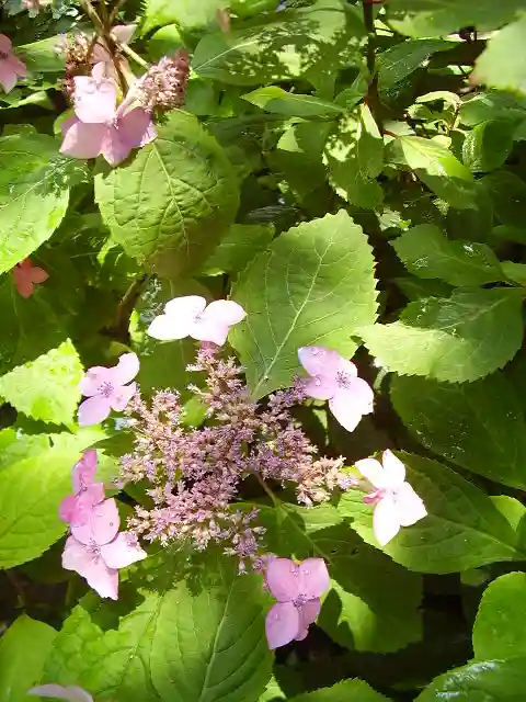御霊神社の自然