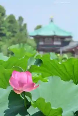 寛永寺不忍池弁天堂(東京都)