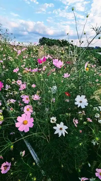 乳清水神社の自然