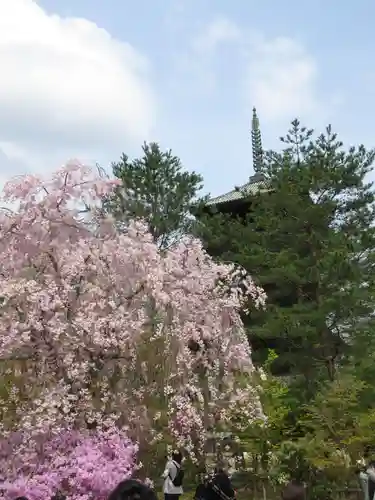 仁和寺の塔