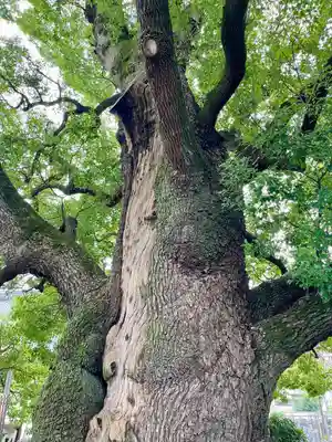 妙雲寺(東京都)