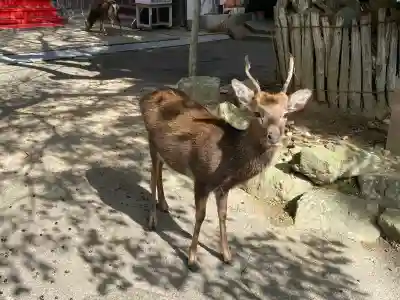 金華山黄金山神社(宮城県)