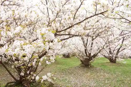 仁和寺の庭園