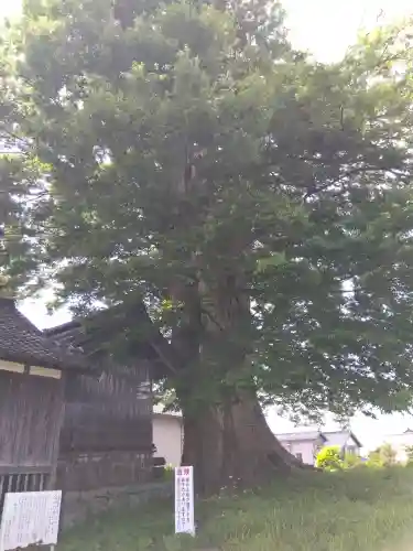 日吉神社の{uncategorized: "未分類", other: "その他", undefined: "問題あり", building: "その他建物", grave: "お墓", sacred_gate: "鳥居", guardian: "狛犬", statue: "像", buddha: "仏像", history: "歴史", nature: "自然", garden: "庭園", animal: "動物", pagoda: "塔", temizu: "手水舎", mountain_gate: "山門・神門", sanctuary: "本殿・本堂", subordinate: "末社・摂社", art: "芸術", scenery: "景色", jizo: "地蔵", ema: "絵馬", goshuin: "御朱印", omikuji: "おみくじ", items: "授与品その他", amulet: "お守り", goshuincho: "御朱印帳", eats: "食事", festival: "お祭り", votive_dance: "神楽", shichigosan: "七五三参", wedding: "結婚式", experience: "体験その他", initially: "初詣", around: "周辺", anti_infection: "感染症対策"}