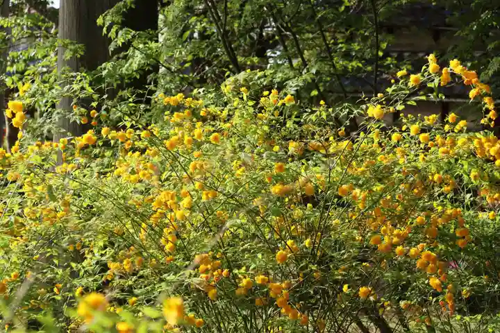 大國主神社の自然