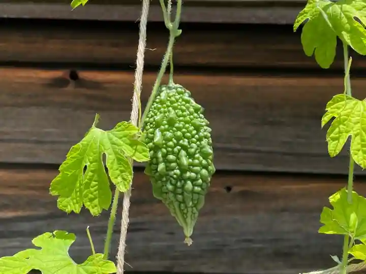 東海市熊野神社の自然