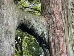 熊野那智神社の自然