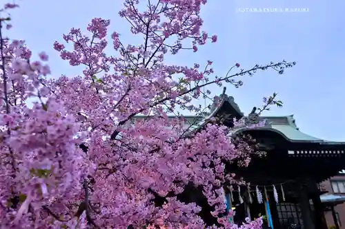 桜神宮(東京都)
