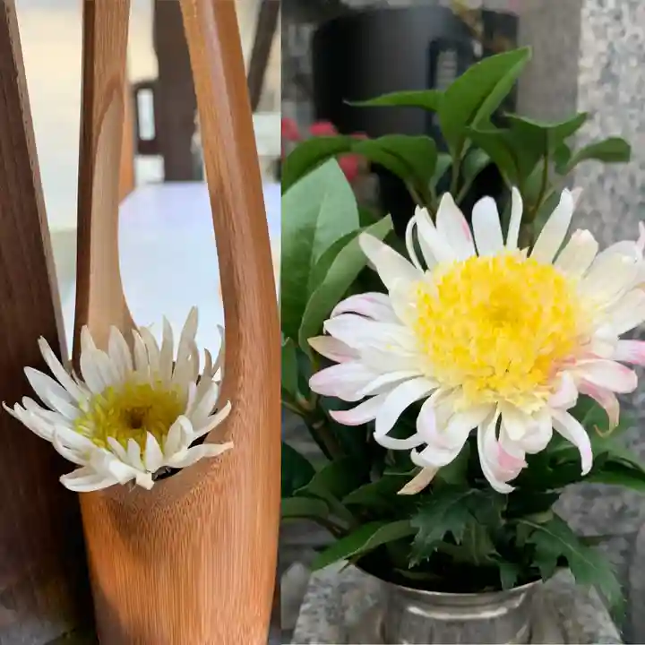 京都祇園堂(廃寺?)の自然