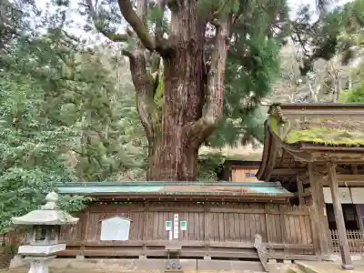 若狭姫神社（若狭彦神社下社）の{uncategorized: "未分類", other: "その他", undefined: "問題あり", building: "その他建物", grave: "お墓", sacred_gate: "鳥居", guardian: "狛犬", statue: "像", buddha: "仏像", history: "歴史", nature: "自然", garden: "庭園", animal: "動物", pagoda: "塔", temizu: "手水舎", mountain_gate: "山門・神門", sanctuary: "本殿・本堂", subordinate: "末社・摂社", art: "芸術", scenery: "景色", jizo: "地蔵", ema: "絵馬", goshuin: "御朱印", omikuji: "おみくじ", items: "授与品その他", amulet: "お守り", goshuincho: "御朱印帳", eats: "食事", festival: "お祭り", votive_dance: "神楽", shichigosan: "七五三参", wedding: "結婚式", experience: "体験その他", initially: "初詣", around: "周辺", anti_infection: "感染症対策"}