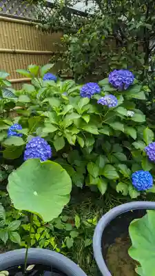 行願寺（革堂）(京都府)