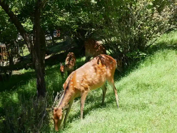 三峯神社の動物