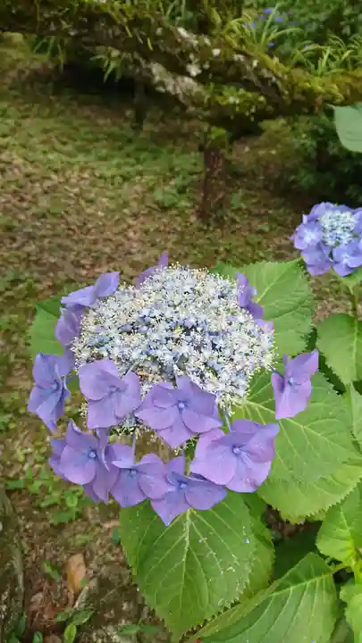 天開稲荷社の自然