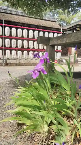 平野神社の自然