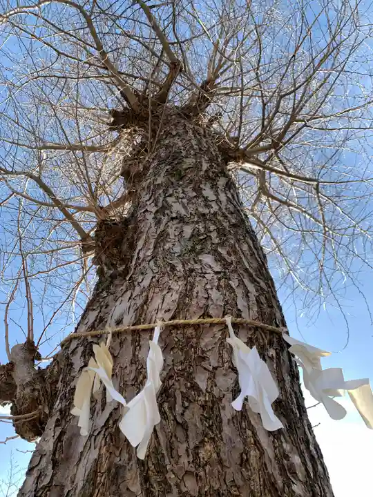 塚越稲荷神社の自然