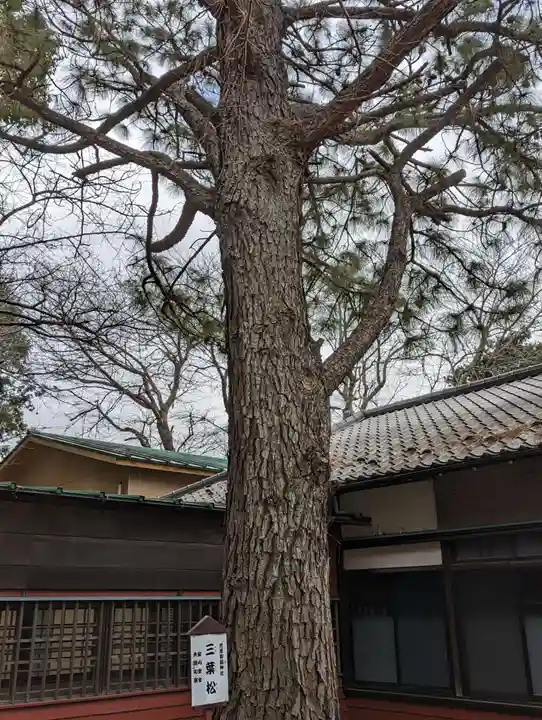 前原御嶽神社の自然