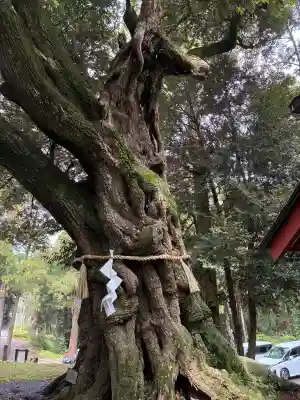 大杉神社の{uncategorized: "未分類", other: "その他", undefined: "問題あり", building: "その他建物", grave: "お墓", sacred_gate: "鳥居", guardian: "狛犬", statue: "像", buddha: "仏像", history: "歴史", nature: "自然", garden: "庭園", animal: "動物", pagoda: "塔", temizu: "手水舎", mountain_gate: "山門・神門", sanctuary: "本殿・本堂", subordinate: "末社・摂社", art: "芸術", scenery: "景色", jizo: "地蔵", ema: "絵馬", goshuin: "御朱印", omikuji: "おみくじ", items: "授与品その他", amulet: "お守り", goshuincho: "御朱印帳", eats: "食事", festival: "お祭り", votive_dance: "神楽", shichigosan: "七五三参", wedding: "結婚式", experience: "体験その他", initially: "初詣", around: "周辺", anti_infection: "感染症対策"}