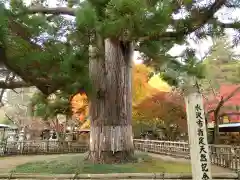 日高神社の自然