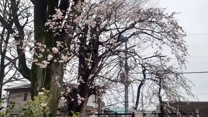 代田八幡神社の自然