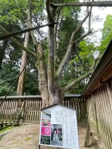 天岩戸神社(宮崎県)