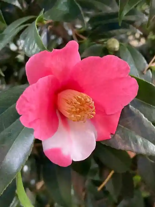 波除神社(波除稲荷神社)の自然