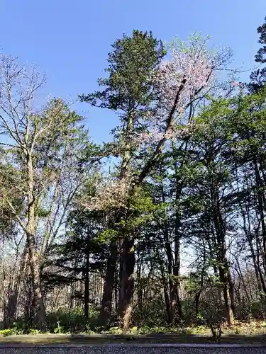 上川神社の自然