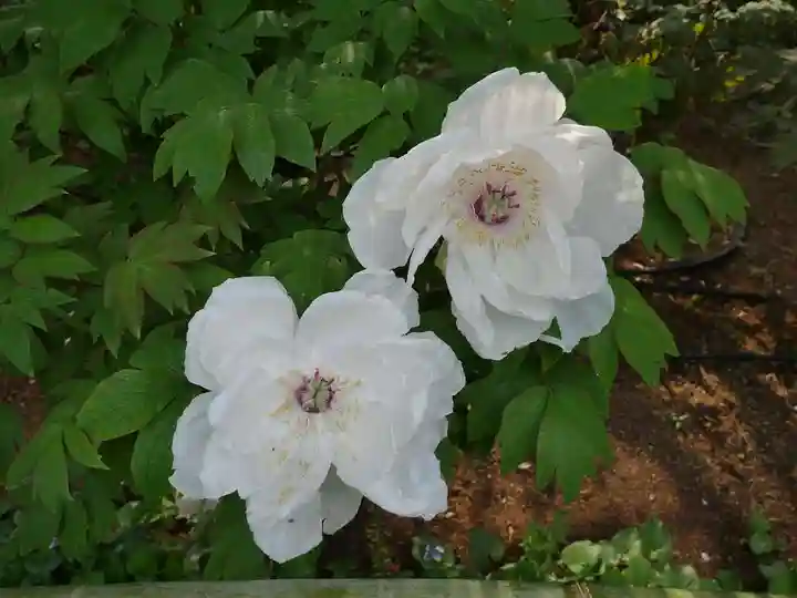 東長谷寺 薬王院の自然