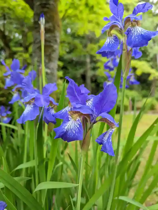 平安神宮(京都府)