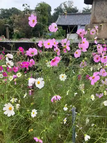 般若寺 ❁﻿コスモス寺❁(奈良県)