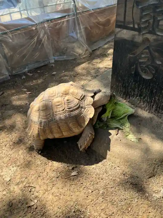 越谷香取神社の{uncategorized: "未分類", other: "その他", undefined: "問題あり", building: "その他建物", grave: "お墓", sacred_gate: "鳥居", guardian: "狛犬", statue: "像", buddha: "仏像", history: "歴史", nature: "自然", garden: "庭園", animal: "動物", pagoda: "塔", temizu: "手水舎", mountain_gate: "山門・神門", sanctuary: "本殿・本堂", subordinate: "末社・摂社", art: "芸術", scenery: "景色", jizo: "地蔵", ema: "絵馬", goshuin: "御朱印", omikuji: "おみくじ", items: "授与品その他", amulet: "お守り", goshuincho: "御朱印帳", eats: "食事", festival: "お祭り", votive_dance: "神楽", shichigosan: "七五三参", wedding: "結婚式", experience: "体験その他", initially: "初詣", around: "周辺", anti_infection: "感染症対策"}