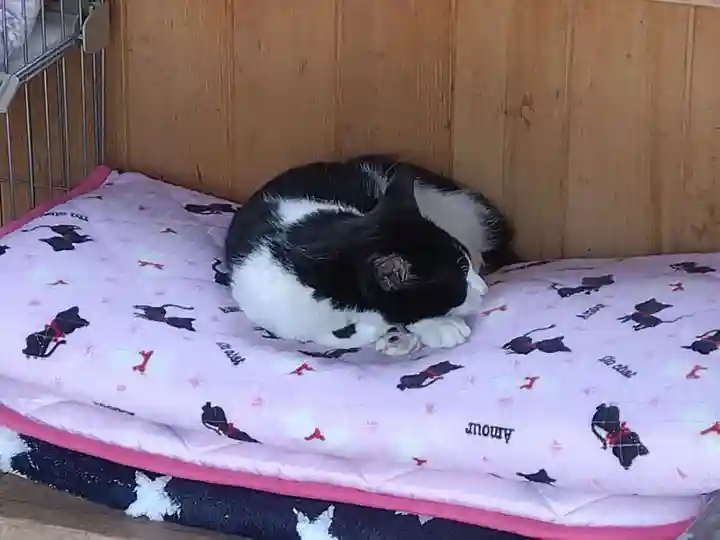 御誕生寺(猫寺)の動物