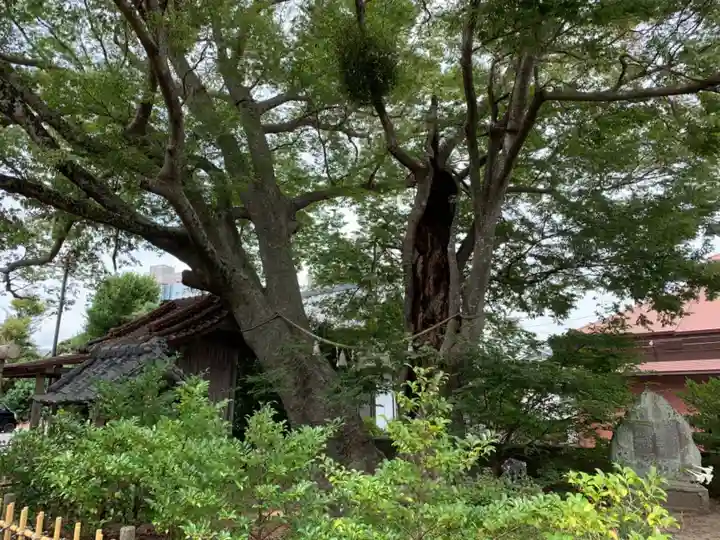 茂原八幡神社の自然
