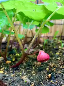 土津神社|こどもと出世の神さまの自然(2021年05月22日(土) 09時22分38秒投稿)