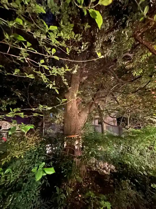 東京大神宮の自然