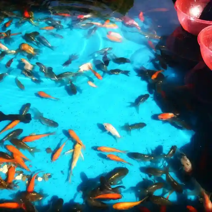 若宮神明社の動物