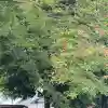 深見神社(神奈川県)
