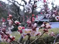 黄梅院(円覚寺塔頭)の自然