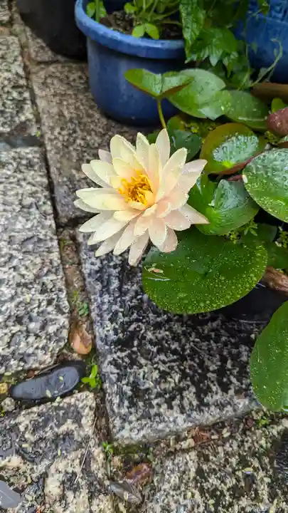 勝林寺(京都府)