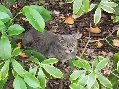 若宮神社の動物