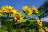 高司神社〜むすびの神の鎮まる社〜の自然