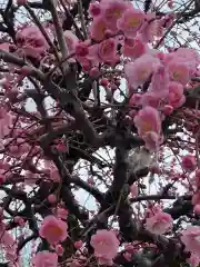 出水神社の自然