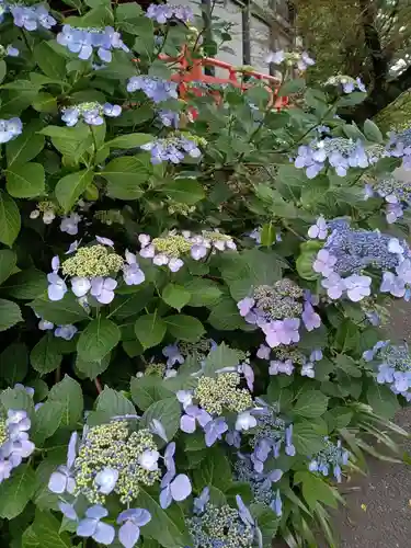 高幡不動尊　金剛寺の自然
