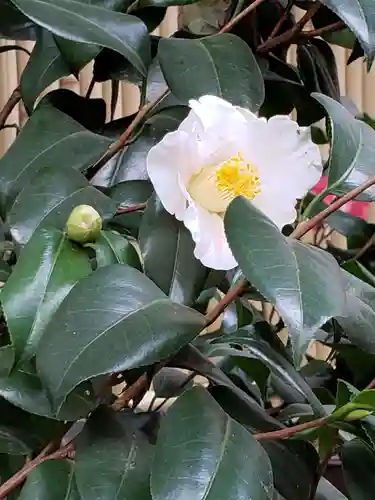 銀杏岡八幡神社の自然