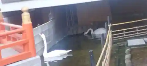 頂法寺（六角堂）の動物