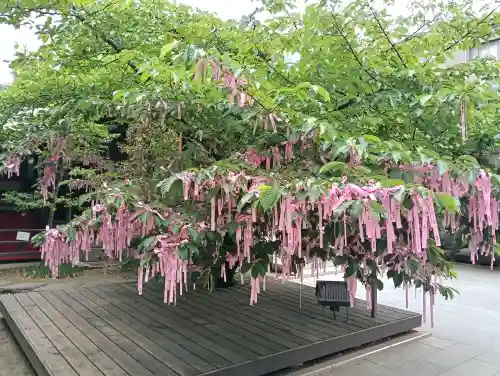 桜神宮の{uncategorized: "未分類", other: "その他", undefined: "問題あり", building: "その他建物", grave: "お墓", sacred_gate: "鳥居", guardian: "狛犬", statue: "像", buddha: "仏像", history: "歴史", nature: "自然", garden: "庭園", animal: "動物", pagoda: "塔", temizu: "手水舎", mountain_gate: "山門・神門", sanctuary: "本殿・本堂", subordinate: "末社・摂社", art: "芸術", scenery: "景色", jizo: "地蔵", ema: "絵馬", goshuin: "御朱印", omikuji: "おみくじ", items: "授与品その他", amulet: "お守り", goshuincho: "御朱印帳", eats: "食事", festival: "お祭り", votive_dance: "神楽", shichigosan: "七五三参", wedding: "結婚式", experience: "体験その他", initially: "初詣", around: "周辺", anti_infection: "感染症対策"}