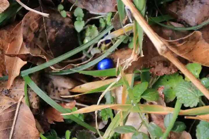 鹿島大神宮の自然