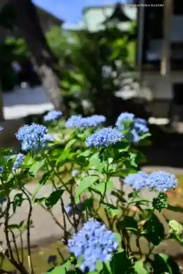 桜神宮(東京都)